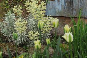 Saisonstart im Garten der Herrenmühle Bleichheim